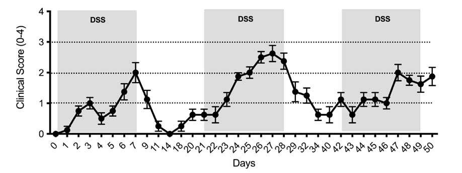 Figure of Chronic DSS induced colitis in mice