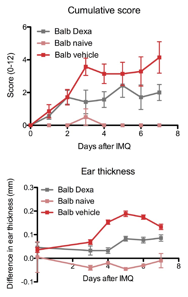 Diagram of cumulative score and ear thickness