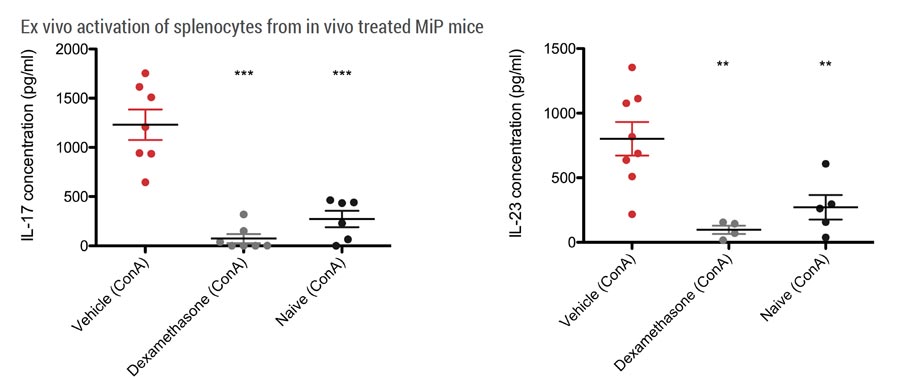 Diagram of ex vivo activation of splenocytes from in vivo treated MiP mice