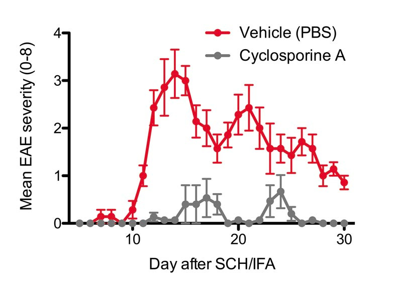 Spinal Cord Homogenate Induced EAE